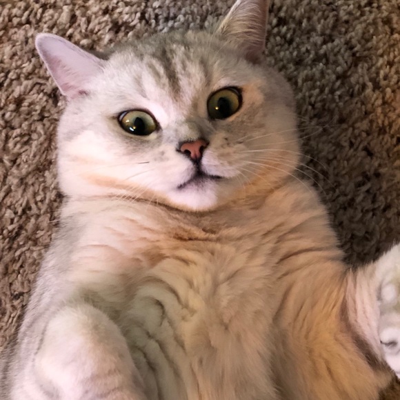 Meet your Posher, Caleb - Picture 3 of 4